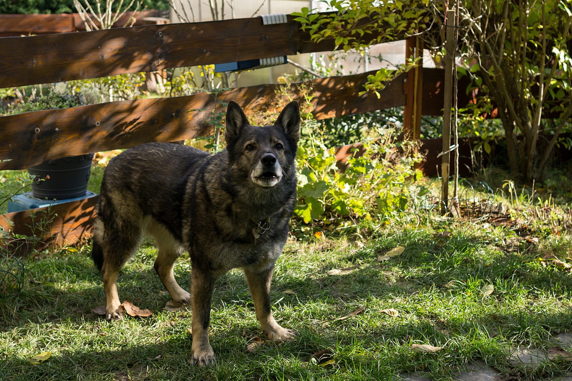 捷克狼犬是由斯洛伐克狼和德国牧羊犬杂交而成,具有忠诚度高,易于训练