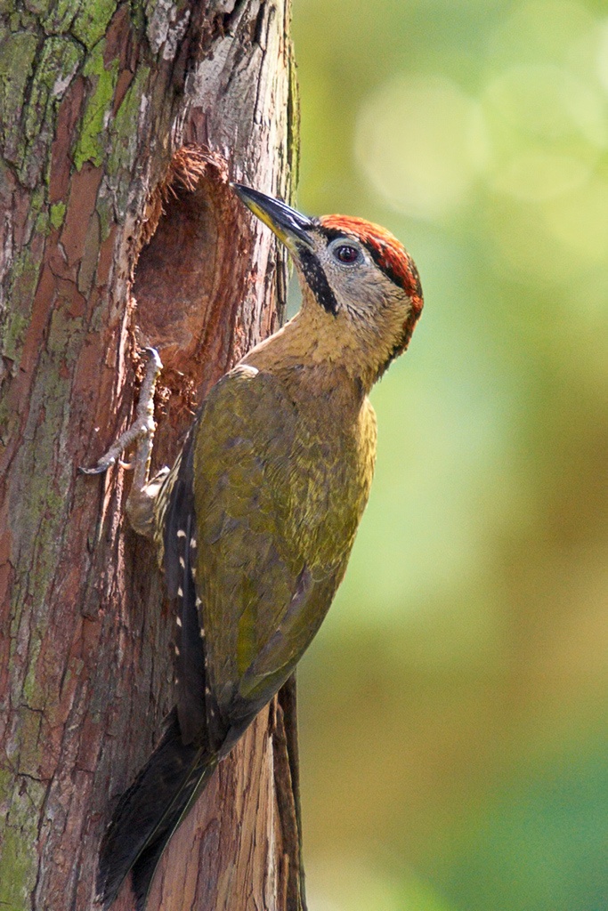动物小百科:关于花腹绿啄木鸟你不得不知道的知识!
