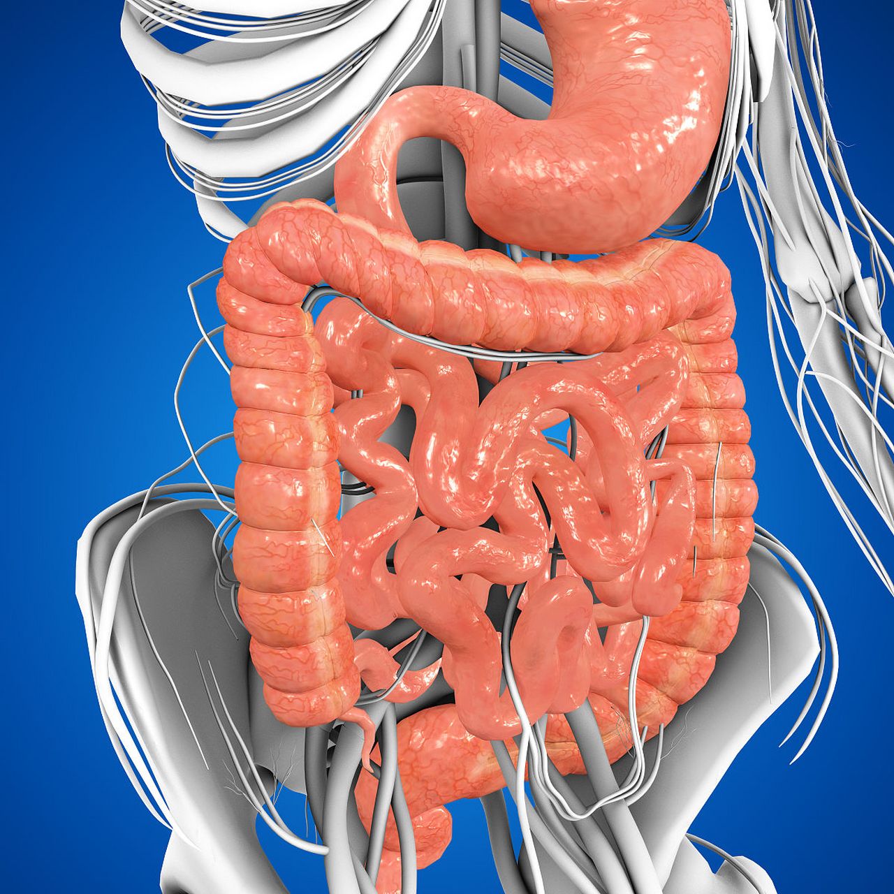 优质创作者专属激励活动# 00 人体的肠子有多长?