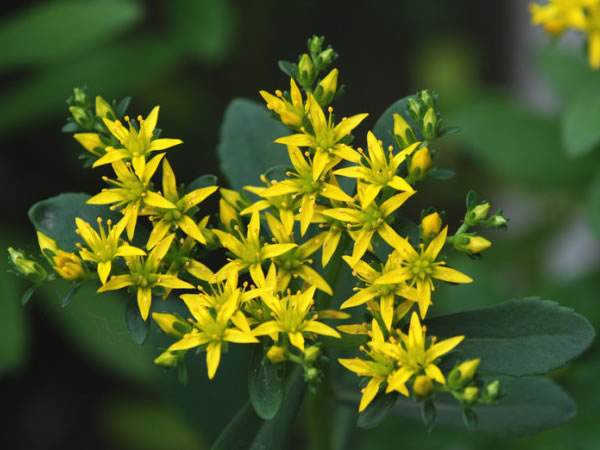 我们经常在阳台上种花种菜,那么,这种高钙菜也可以种