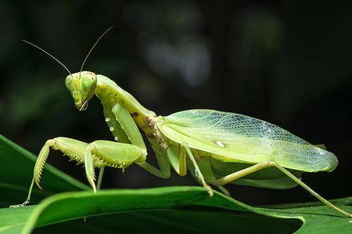 "螳臂当车"?小鸟竟张开翅膀拦截拖拉机!