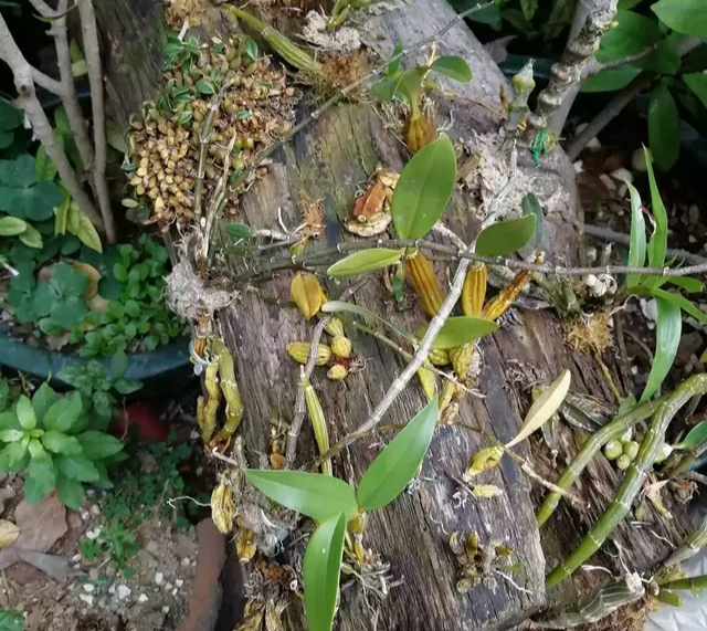 这种野草本来价格不菲,却因大量栽种而卖不掉,其实可制作盆景