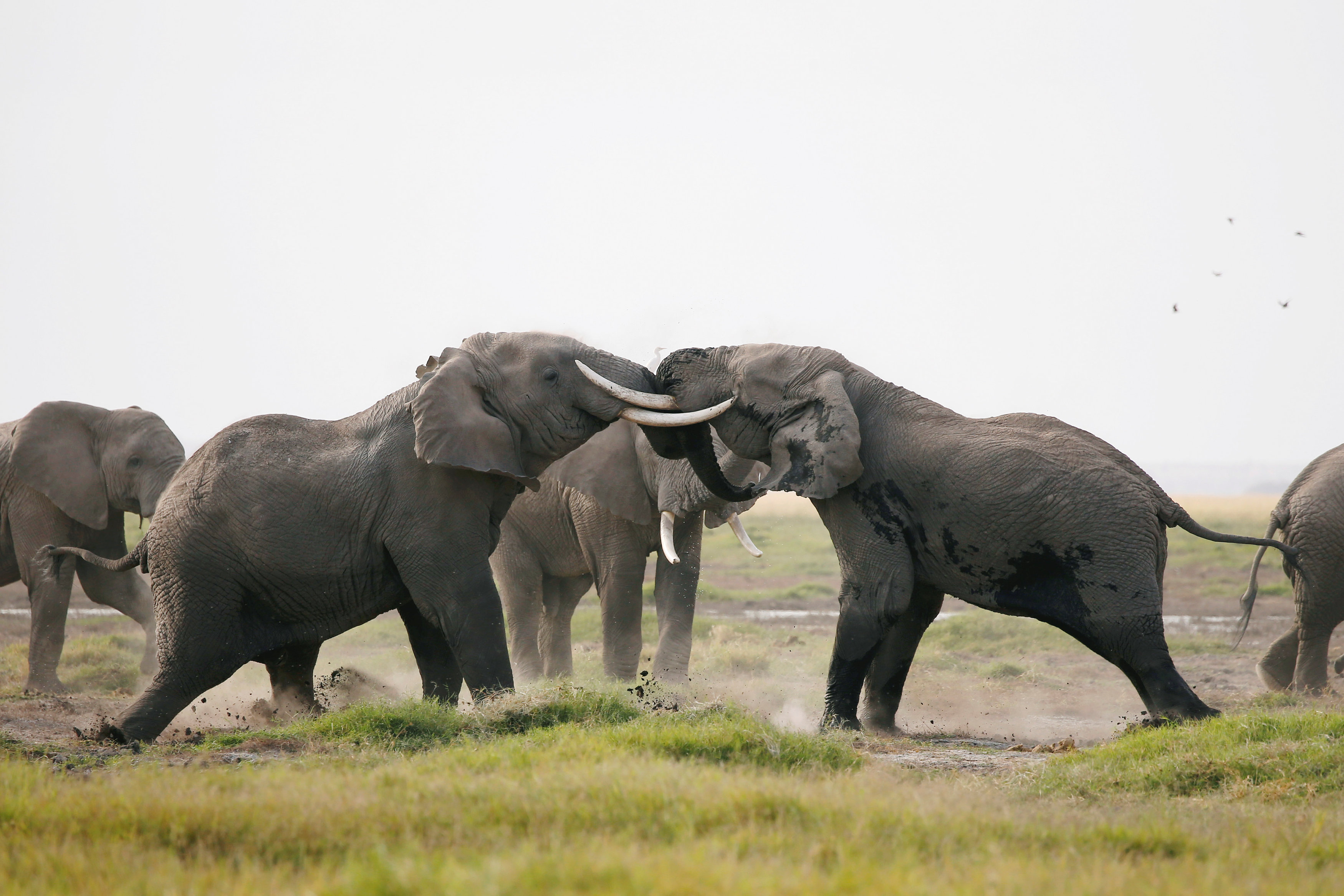 肯尼亚安博塞利国家公园(4)