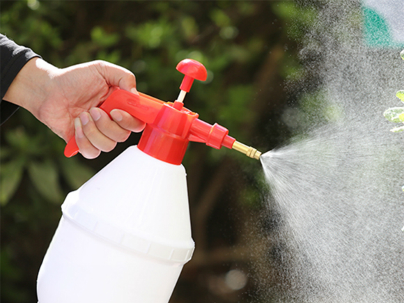 月季花长了红蜘蛛,这种"水"喷一喷,2次之后红蜘蛛就跑光光