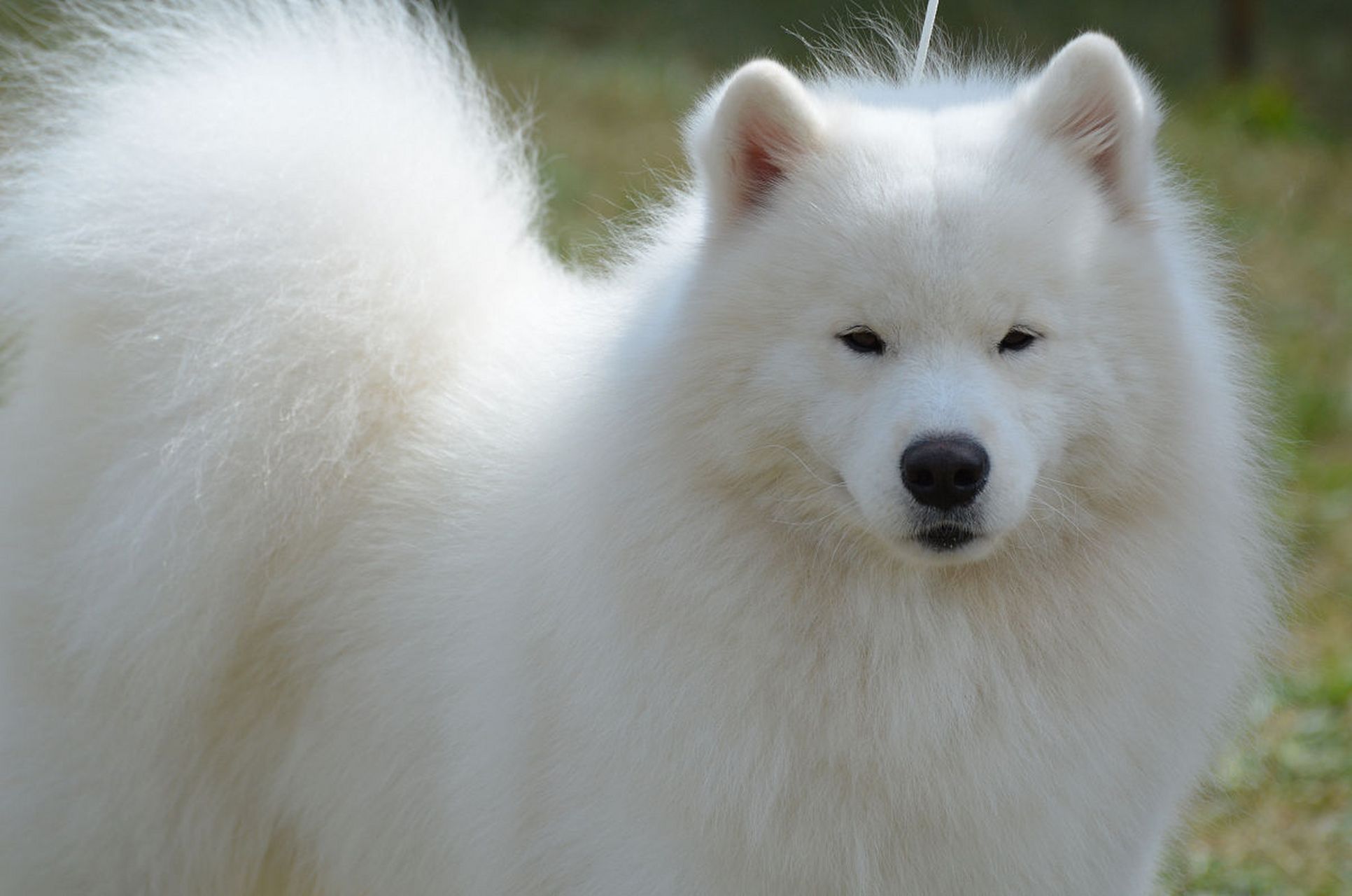 银狐犬壁纸图片