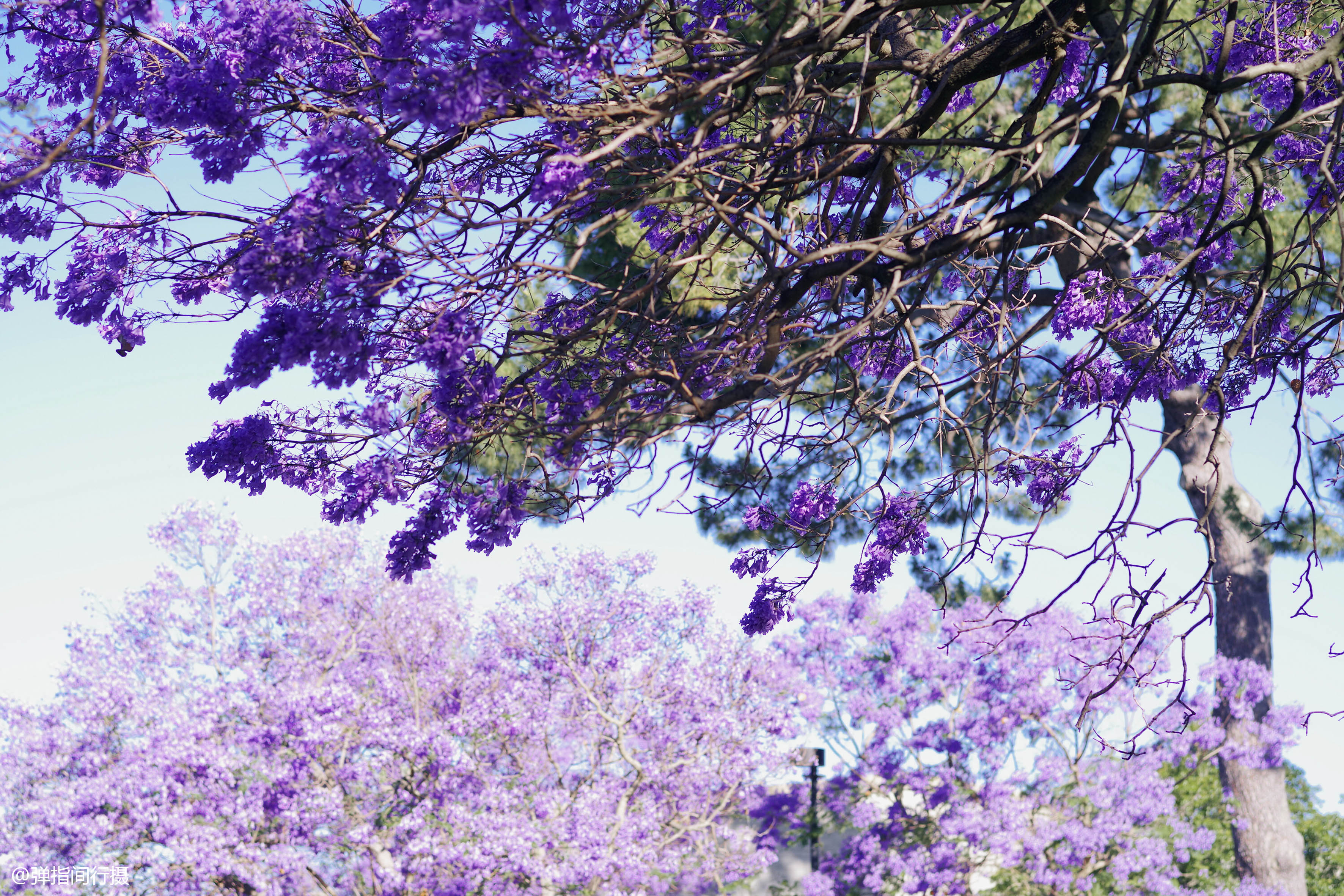 蓝花楹又名蓝雾树,是南半球独有的树种,每到夏天开始绽放