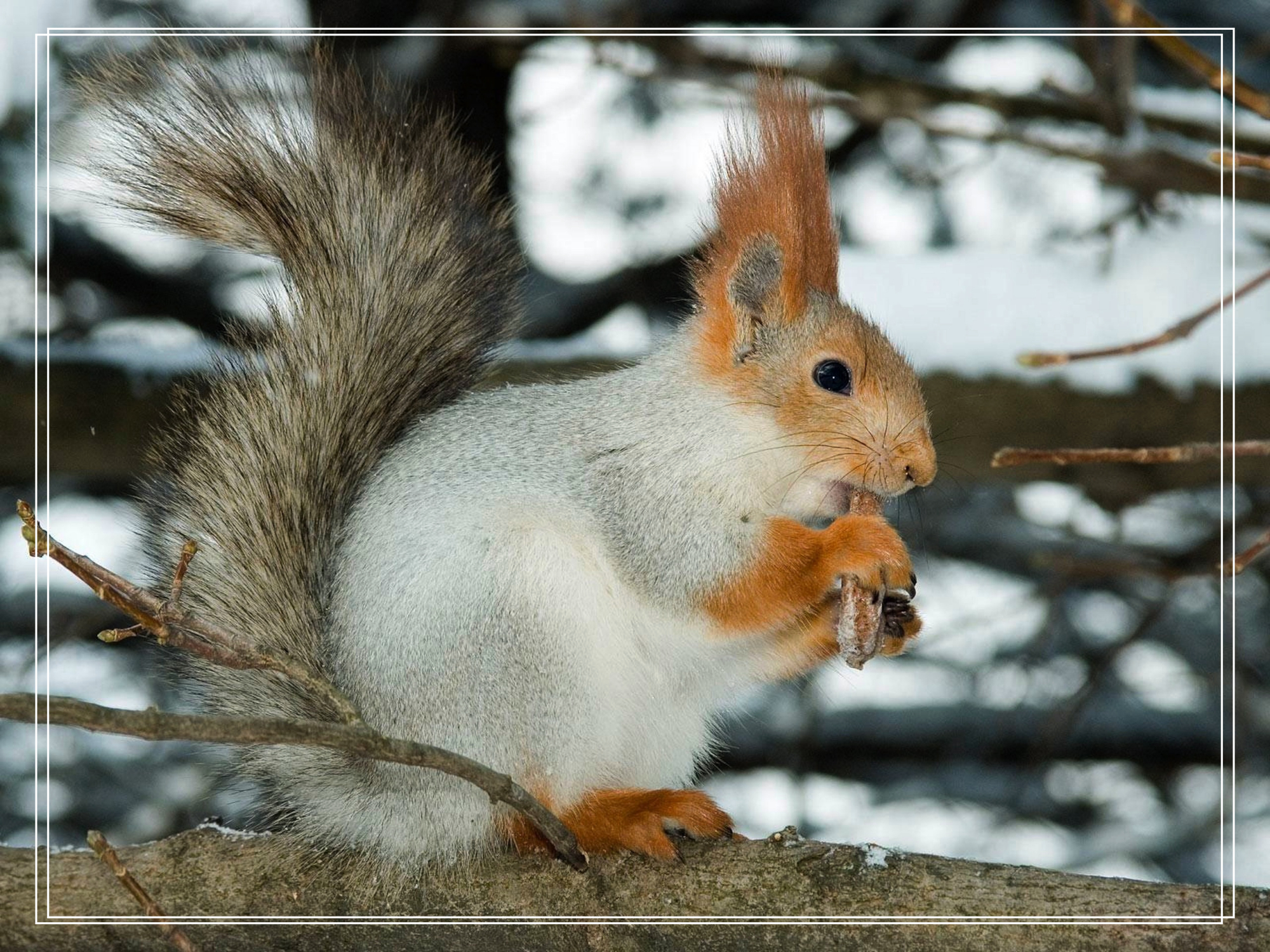 精选壁纸:超清唯美动物类图册赏析