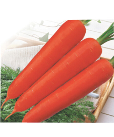 种植胡萝卜,注意以下七点,保证胡萝卜长得又粗又大!