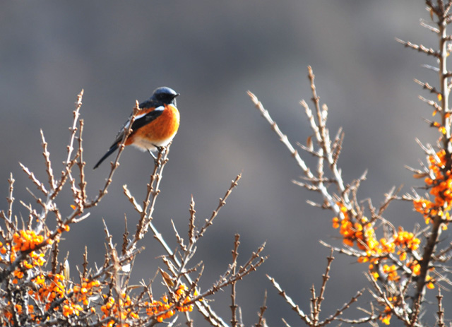 沙棘对生物的保护与影响