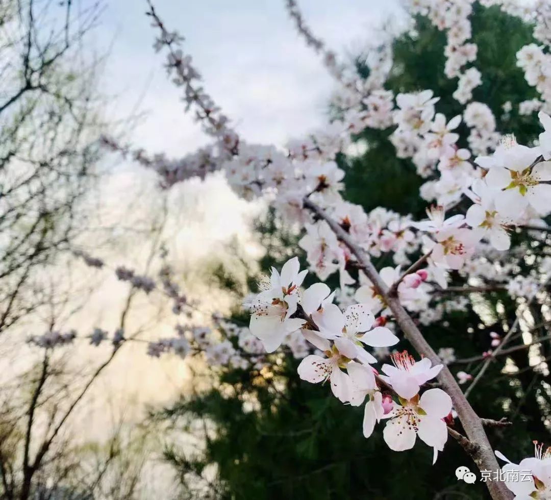 春日尋芳綠水邊