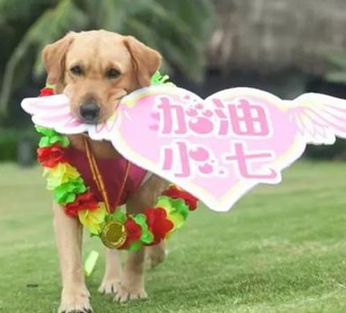 神犬小七插曲人类呀爱我吧曝童声mv 催泪抵制虐杀狗狗