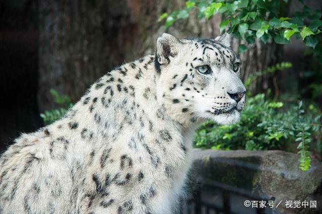 雪豹的体毛一般都是白色,它们可以在悬崖峭壁之间穿行