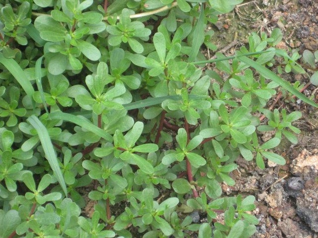 农村这4种野菜,个个是宝,清热解毒,治疗肝炎,老人都爱吃!