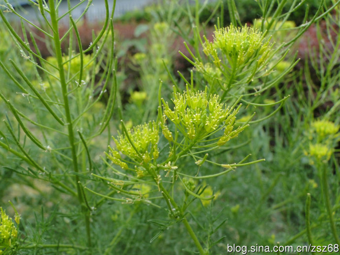 在农村麦地里的一种野草,它的名字很奇怪,其种子却可入药