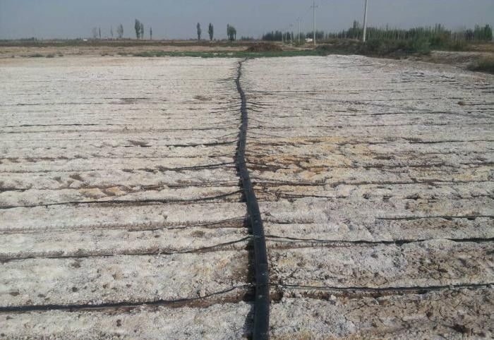 新疆盐碱地有什么特征