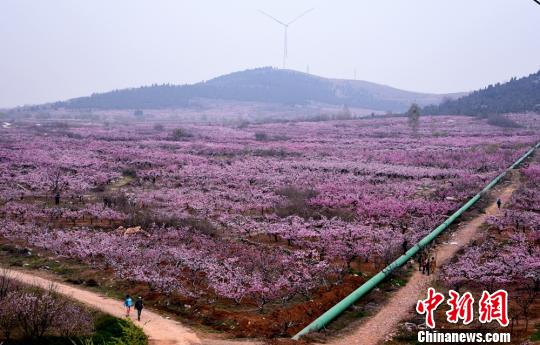 贾汪桃花图片