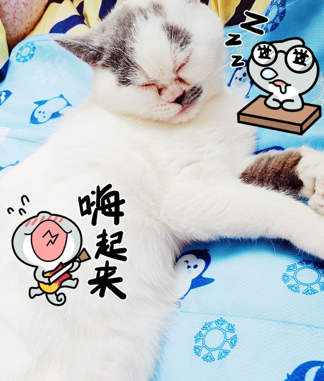 装睡的猫咪.