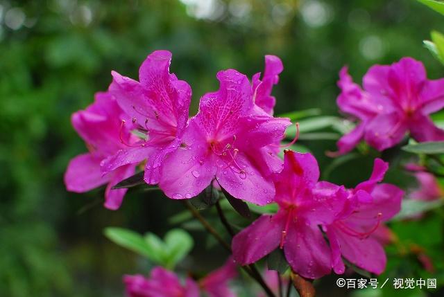 杜鹃花是什么颜色,杜鹃花花色绚丽,姹紫嫣红