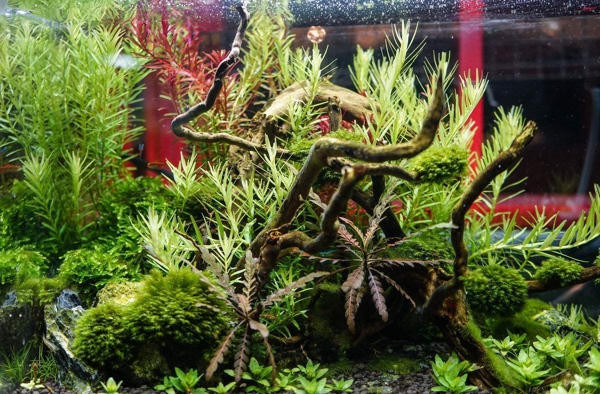 家庭鱼缸造景选择素材的建议,原来还有这么多问题!