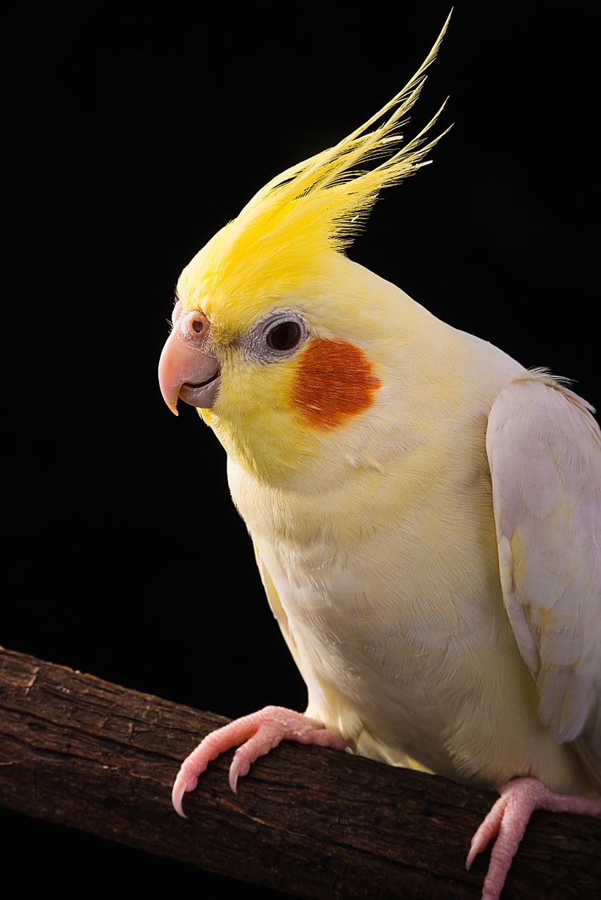 知识创作挑战赛# 训练玄凤鹦鹉的方法如下:  反复训练:在玄凤鹦鹉