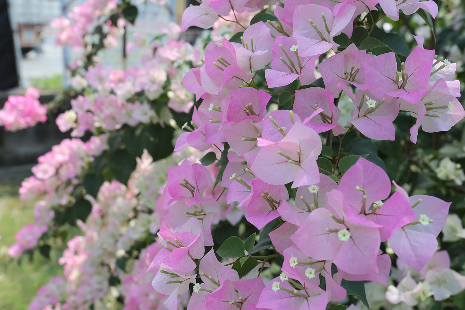 本文介绍了绿叶樱花,金边白三角梅和银边浅紫三角梅这三个既美丽又勤