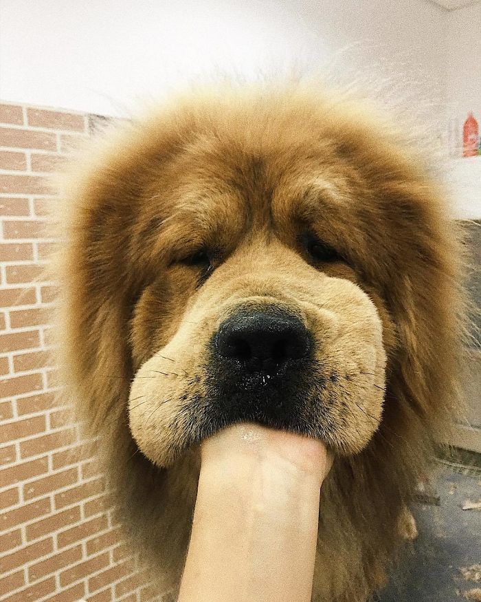 世界十大猛犬之一的藏獒小时候长啥样?艾玛,这反差萌可爱到我了