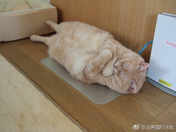 猫咪称重后,医生跟它介绍身材示图,猫咪听后表情凝重