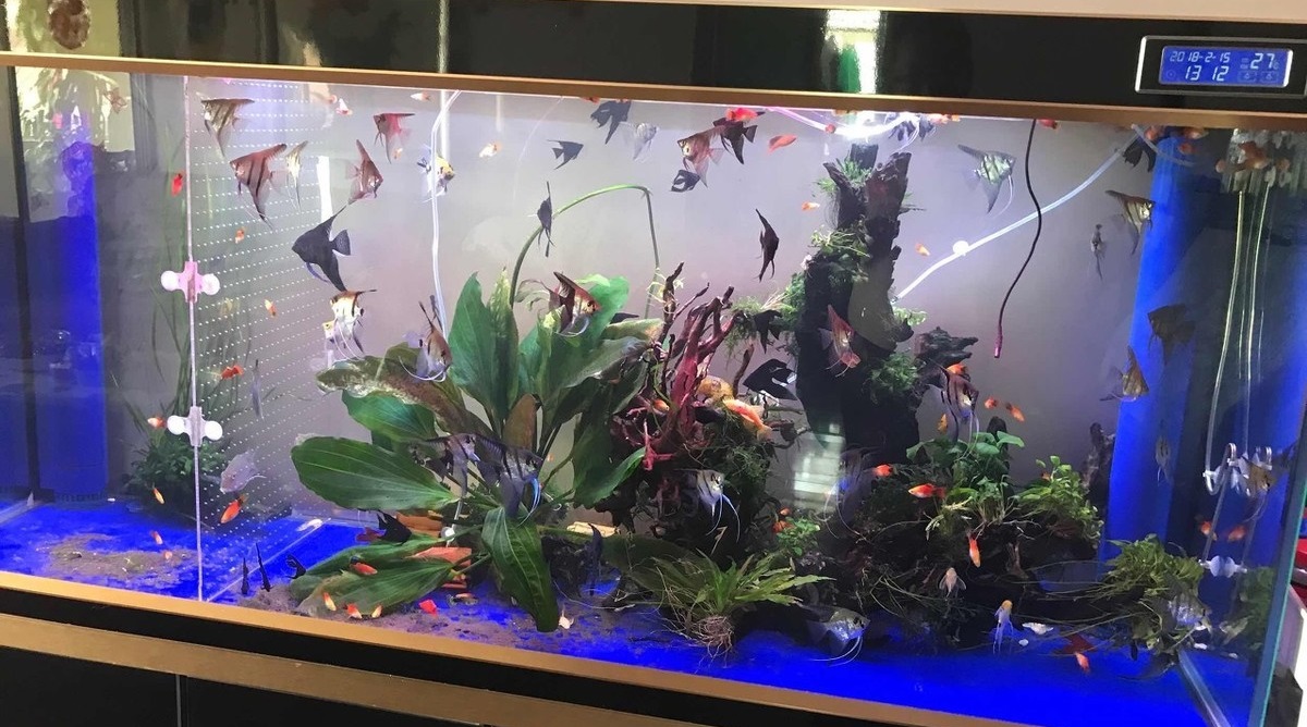 鱼缸爆缸是什么意思?爆缸有什么坏处