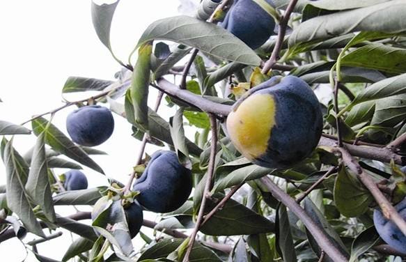 农村出现一种"黑水果",比芒果还甜有土就能活,产量多得吃不完