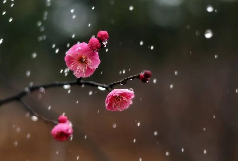 董春兰:历经风雨始到春