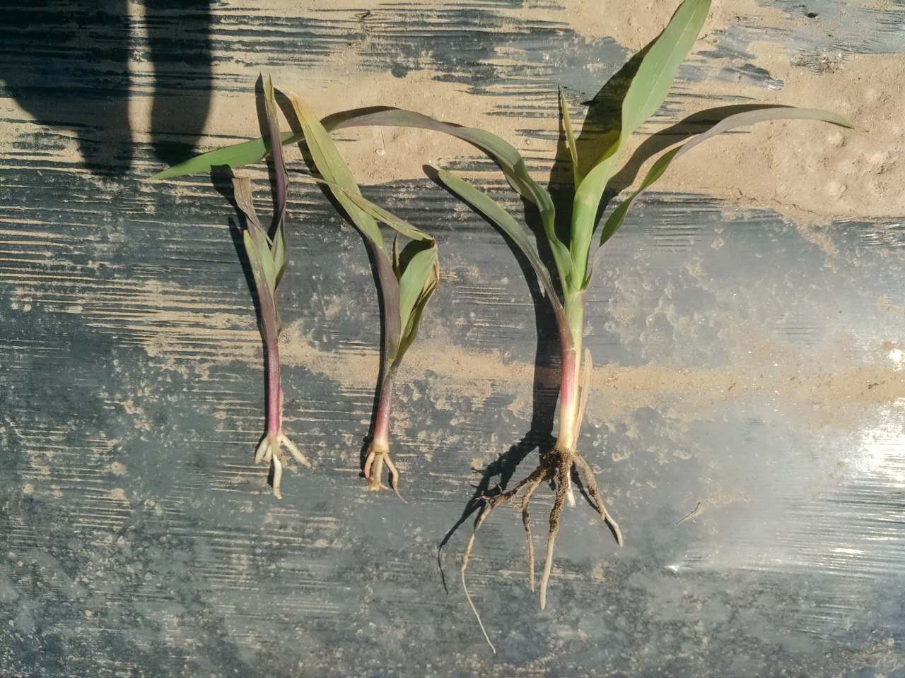 黑玉米玉米玉米 - 热门商品专区