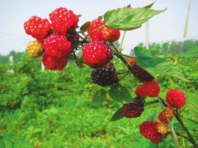 你能分得清树莓和桑葚吗,树莓怎样种植才能高产呢?