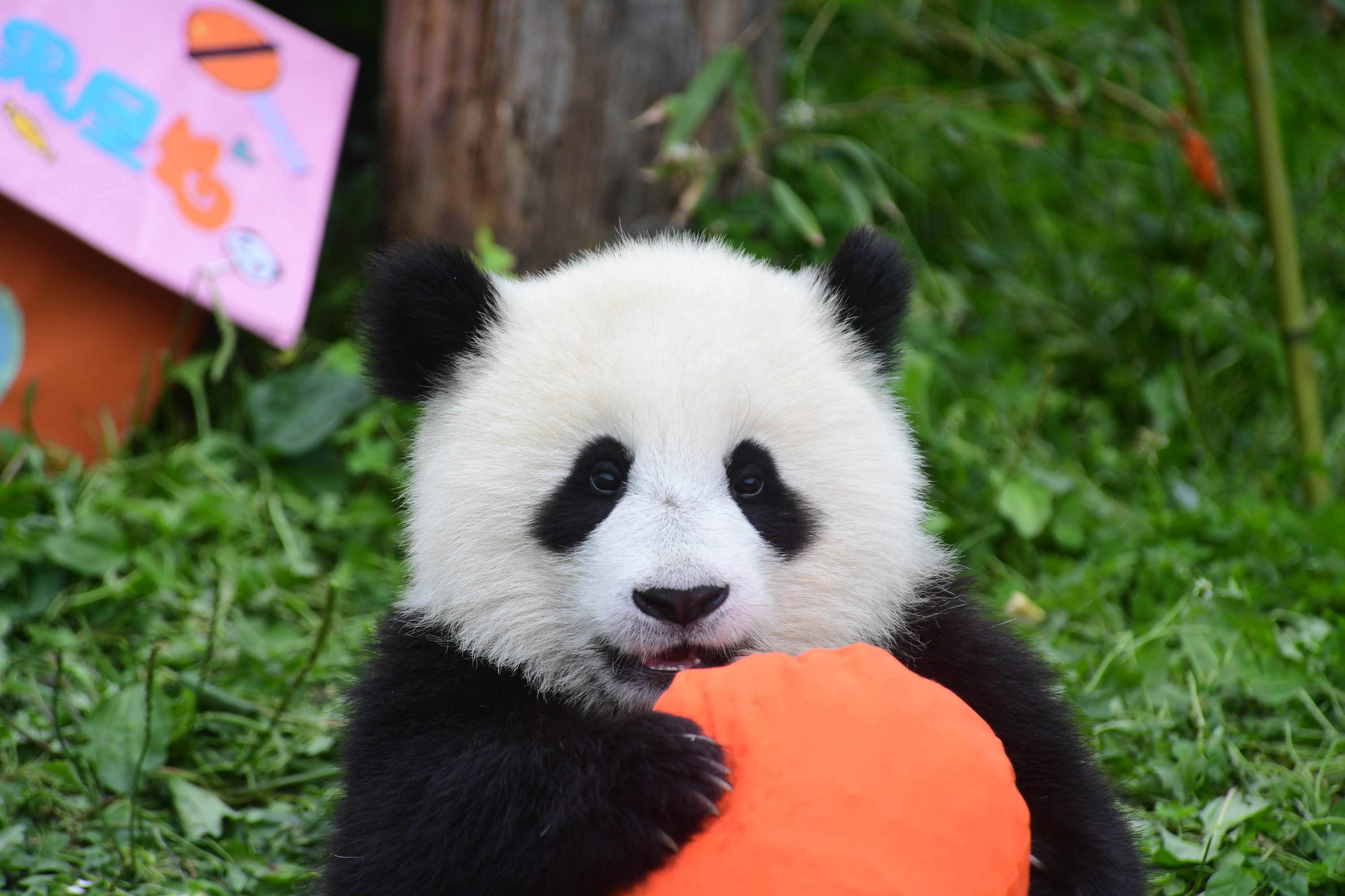 四川卧龙:2018年出生的大熊猫幼仔集体过生日