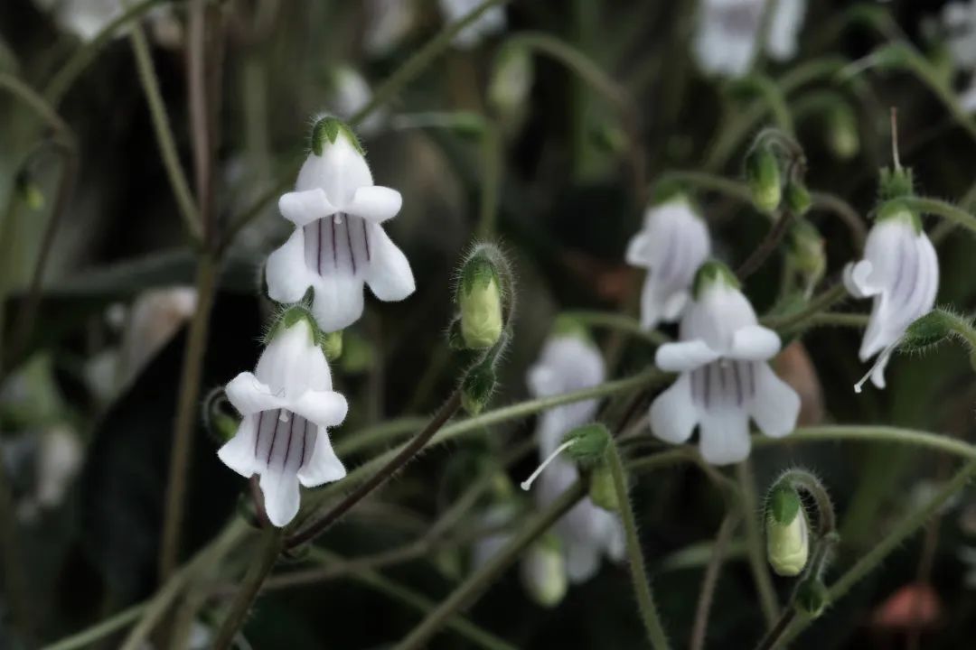 盾叶苣苔磨砺四年终绽放