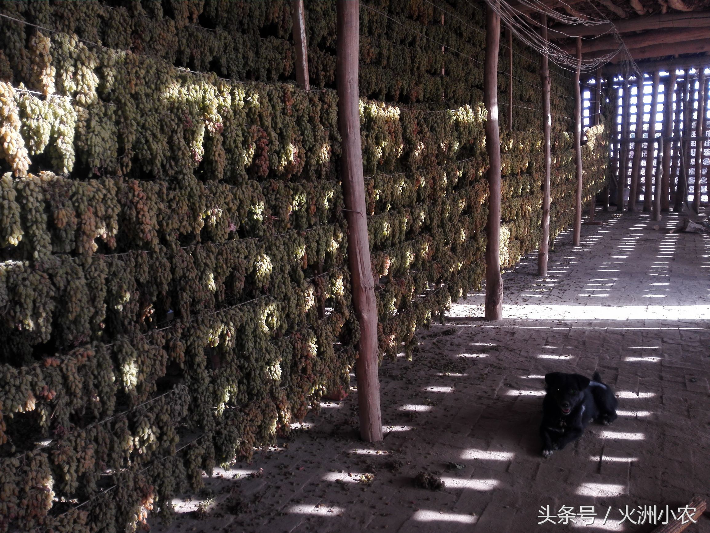 葡萄干到底要不要洗过再吃?看了新疆晒葡萄干的方式,恍然大悟了