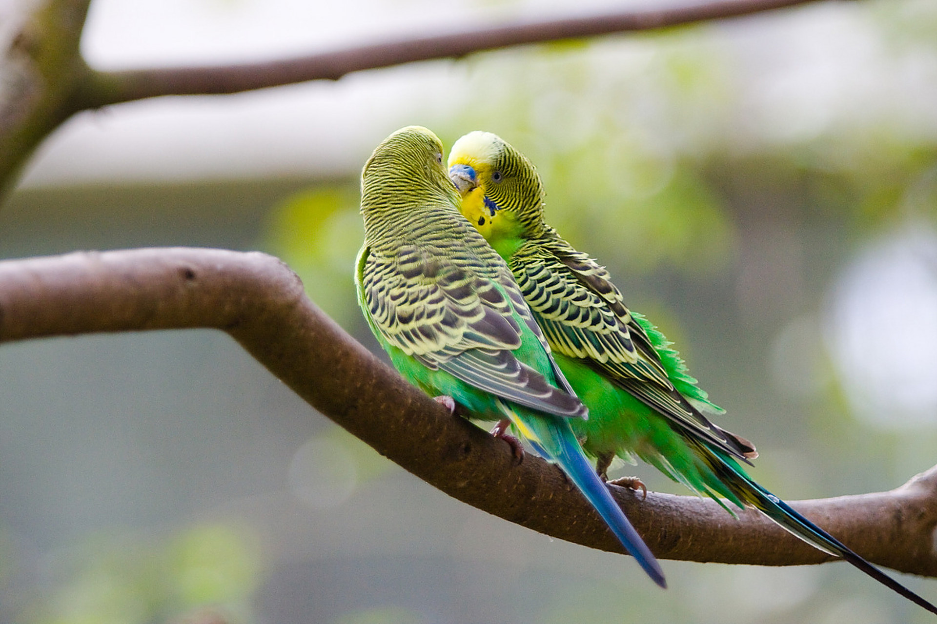 虎皮鹦鹉这个品种的颜色种类是非常多的,我们常见的一般就是绿色,黄色
