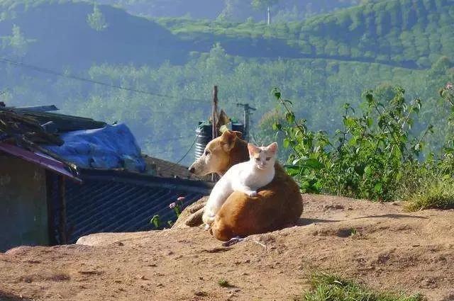 农村土地种什么来钱快 农村有土地种什么最赚钱