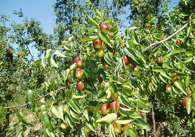 枣树的种类图片