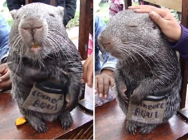 巨肥长尾豚鼠憨脸抓痒 被摸头瞇眼萌翻网友