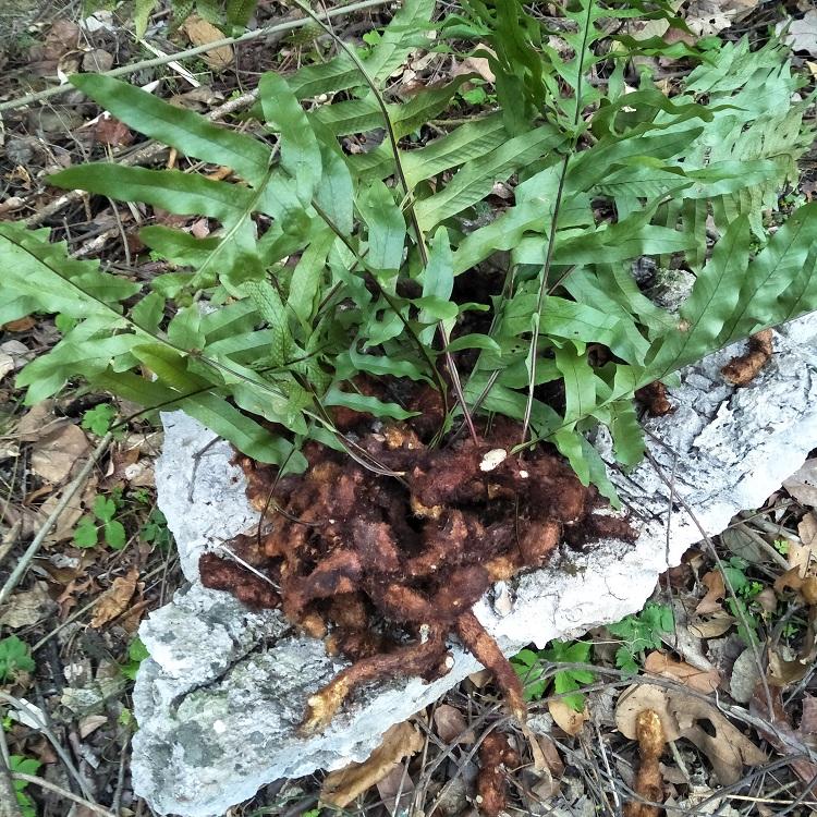 骨碎补原植物图片图片