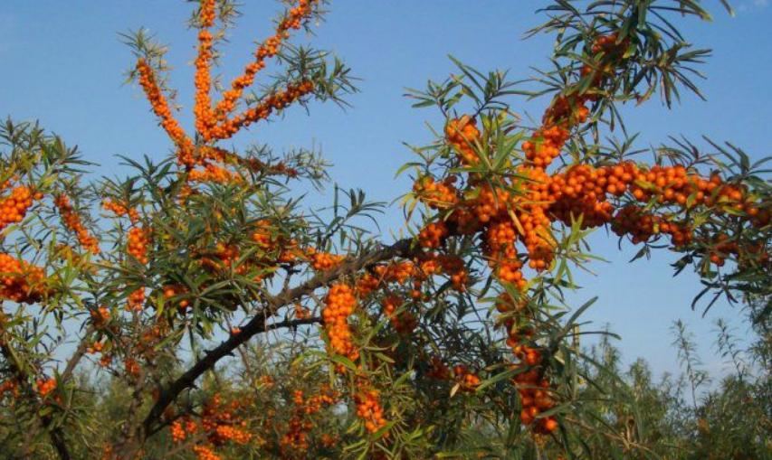 蚂蚁森林沙棘上线当天一抢而空,这个真可以吃,明年冬天结果