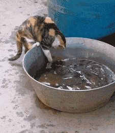 搞笑gif端子:松开猫爪,我觉得这个喵星人可以立刻起飞!