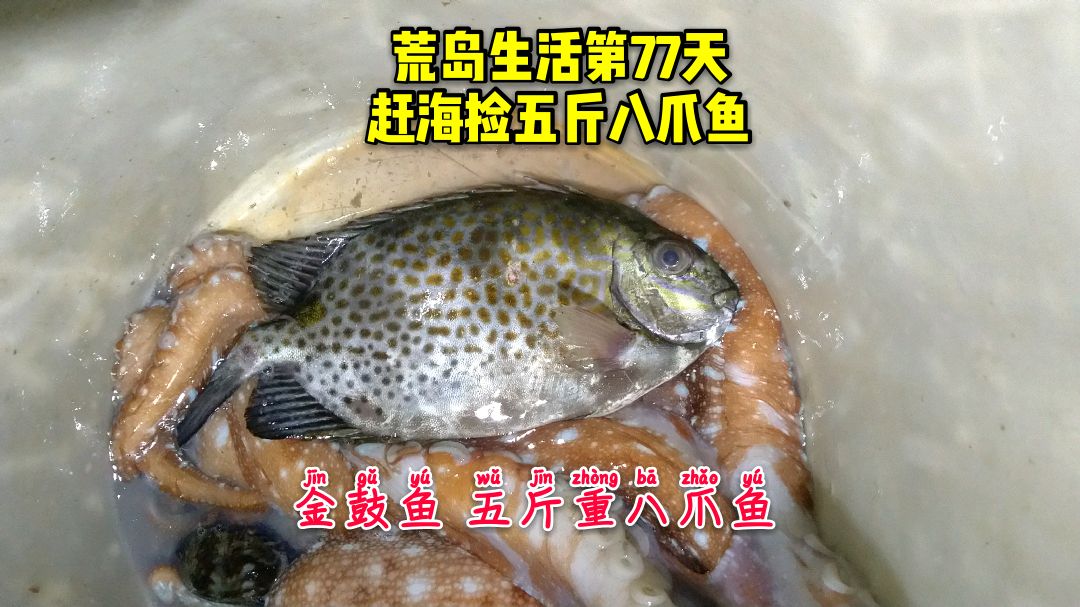 赶海回来了,金鼓鱼,五斤八爪鱼