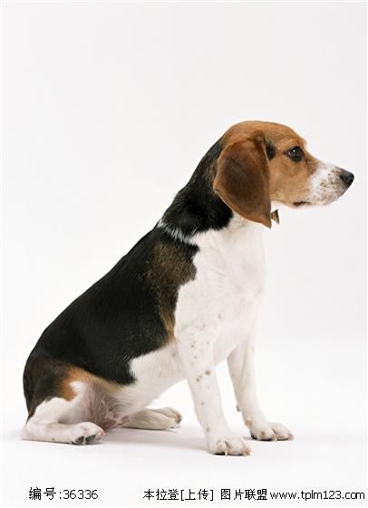 美国猎狐犬的正确饲养方法,你真的清楚么?随小编一起看看吧