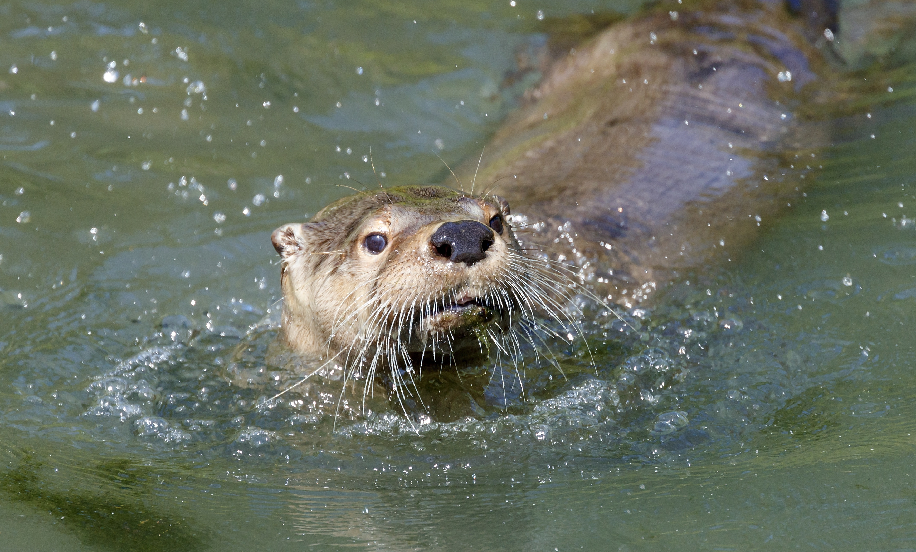 魏尔堡动物园的欧亚水獭(3)