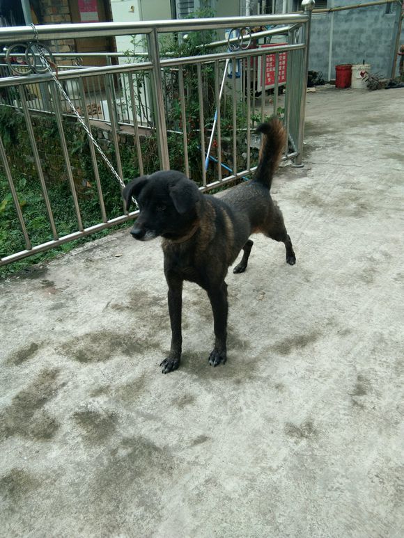 西汉时期的追踪犬,如今被彝族人散养,生性凶猛,隐于深山之中