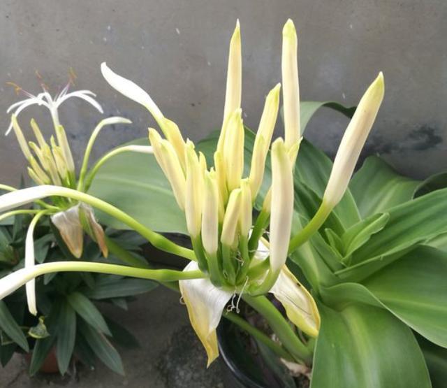 球根花卉文殊兰,比朱顶红好养,做好"几点",夏季开爆香气十足