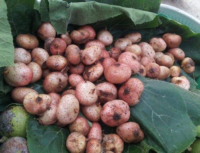 农村地上一种"野味",剥开香糯甘甜,如今一斤20元,80后才吃过