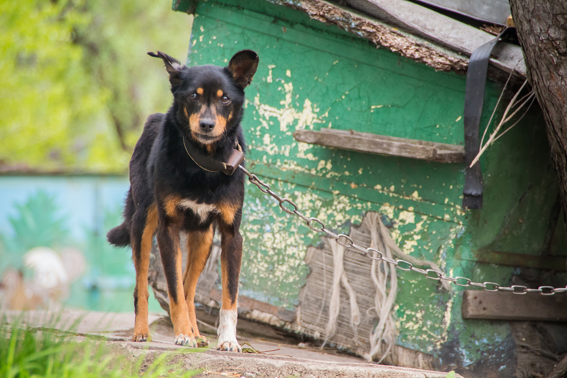 四眼土狗是中国的传统犬种,本文提供了如何判断其纯度的三个步骤:观察