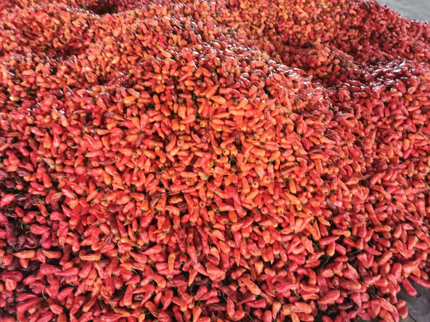 海辣椒 - 2020年最新商品信息聚合专区 - 百度爱采购